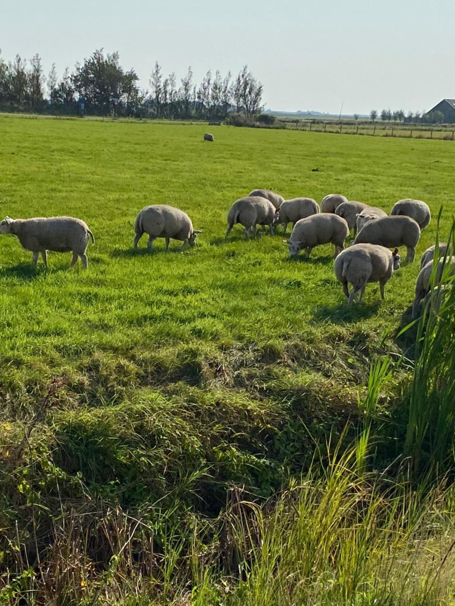 Oomes Huus Haestens And Koffie Den Hoorn  Kültér fotó